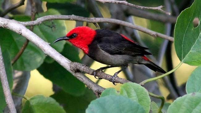 Mengenal Burung Isap Madu Rote, ikon HCPSN 2019