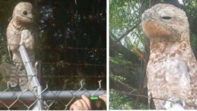 Namanya Burung Potoo, Ia Ahli Menyamar