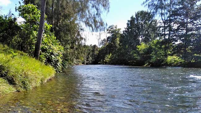 Perburuan Hutan Ake Jira dan Pembunuhan Ohongana Manyawa