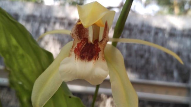 Si Cantik <em>Coelogyne celebensis</em> Anggrek Karismatik Sulawesi
