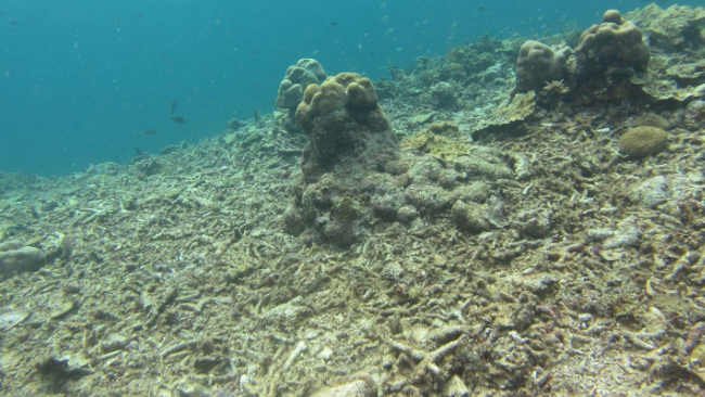 Terumbu Karang Spermonde Memanggil untuk Diselamatkan