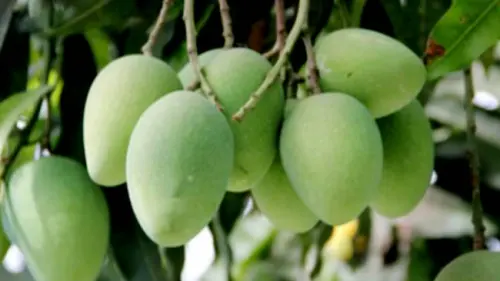 Biasa Dijadikan Lauk, Mangga Muda Ternyata Banyak Manfaat Kesehatan