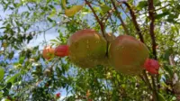 Daftar Pohon Buah yang Bisa Ditanam di Halaman Rumah tanpa Merusak Bangunan