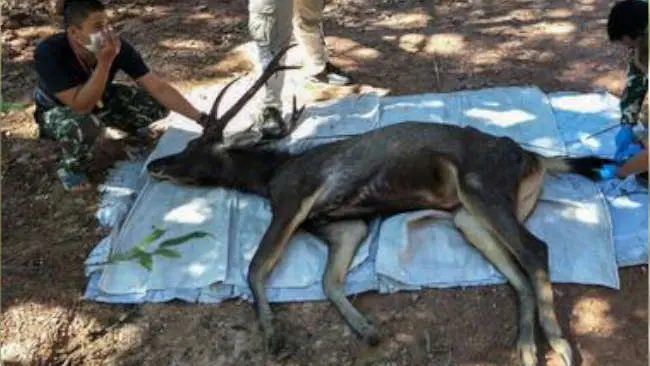 Pakaian Dalam Bermukim di Perut Rusa yang Mati di Thailand