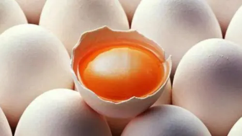 Telur Ayam di Indonesia Mulai Dihuni Partikel Sisa Sampah Plastik