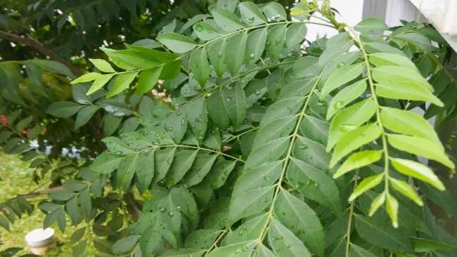 Tentang Daun Koja dan Manfaatnya untuk Kesehatan Tubuh