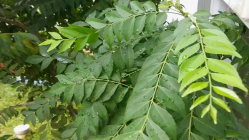 Tentang Daun Koja dan Manfaatnya untuk Kesehatan Tubuh