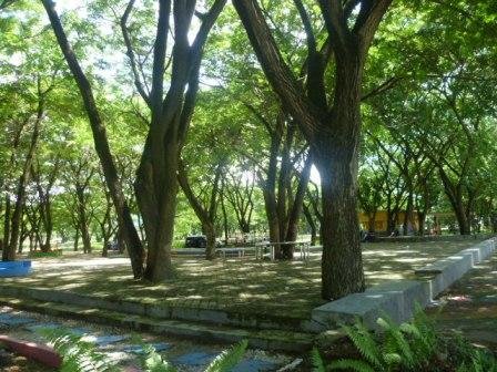 7 Fakta Menarik Tentang Pohon, Temukan Alasan Menanam Setelahnya!