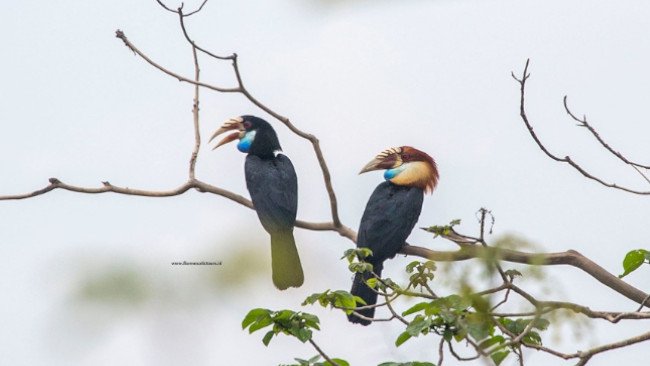 Jaga Burung, Ini Alasan Romantisnya!