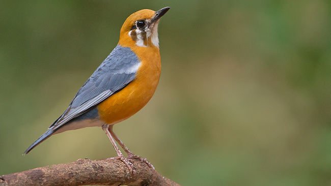 Burung Anis Merah, Diincar karena Suaranya