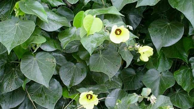 Punya Masalah dengan Rambut? Daun Waru Bisa Jadi Solusinya