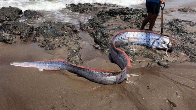 Tentang Ikan Oarfish, Cerita Rakyat Jepang, dan Daryono