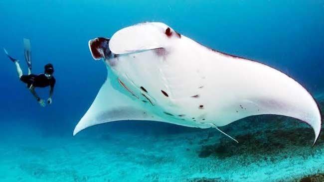 Tentang Pari Manta, Spesies Ikan Pari Terbesar di Dunia
