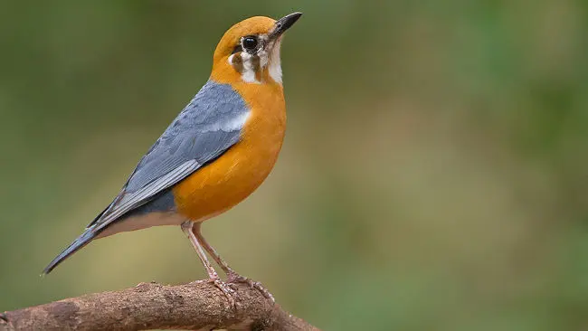 Burung Anis Merah, Diincar karena Suaranya