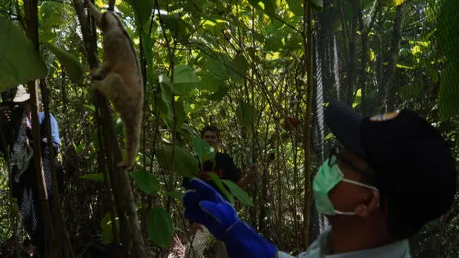 Cara Bijak Mengelola Hutan Desa untuk Lingkungan dan Ekonomi Berkelanjutan
