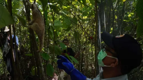 Cara Bijak Mengelola Hutan Desa untuk Lingkungan dan Ekonomi Berkelanjutan