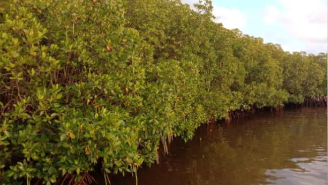 Dyah; Pengelolaan Ekosistem Mangrove, Tanggung Jawab Bersama