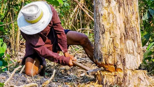 Gurita Para Penjahat Kayu di Belantara yang Kaya Raya