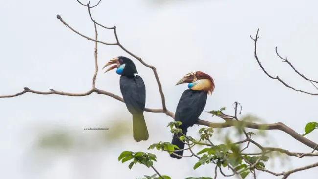 Jaga Burung, Ini Alasan Romantisnya!