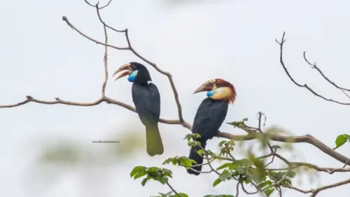 Jaga Burung, Ini Alasan Romantisnya!