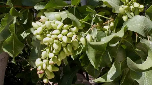 Kacang Pistachio, Camilan yang Kaya Manfaat Bagi Kesehatan
