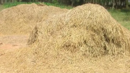 Mengapa Limbah Pertanian Harus Dikelola dengan Baik?