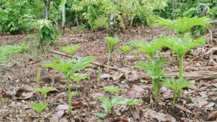 Musim Hujan Tiba, Begini Penampakan Tire di Kindang!