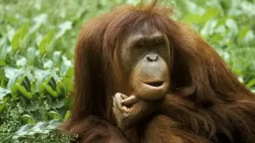 Orangutan di Kalimantan Barat Masih Terancam oleh Degradasi Lahan