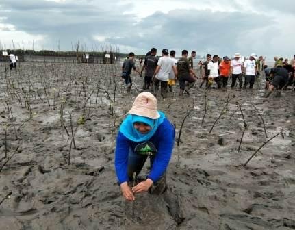 Tak Asal Tanam, Rehabilitasi Mangrove Memerlukan Strategi yang Tepat
