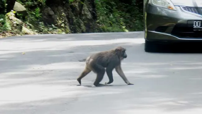 Simpati yang Berpotensi Menjadi Maut Bagi Macaca di Karaenta