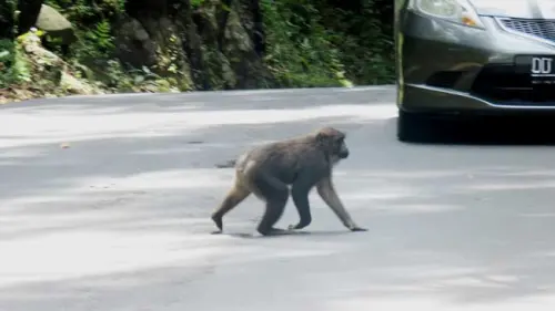 Simpati yang Berpotensi Menjadi Maut Bagi Macaca di Karaenta