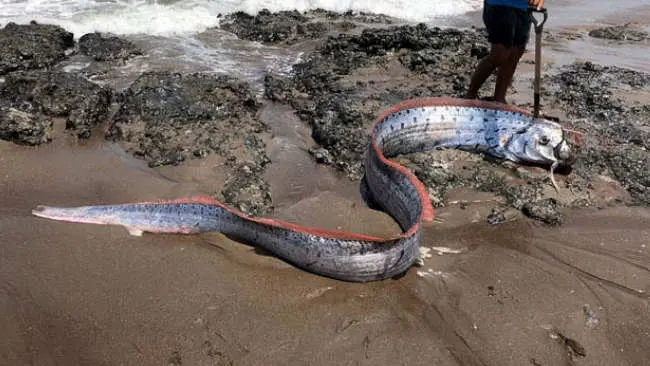 Tentang Ikan Oarfish, Cerita Rakyat Jepang, dan Daryono