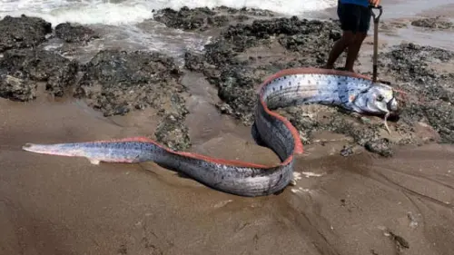 Tentang Ikan Oarfish, Cerita Rakyat Jepang, dan Daryono