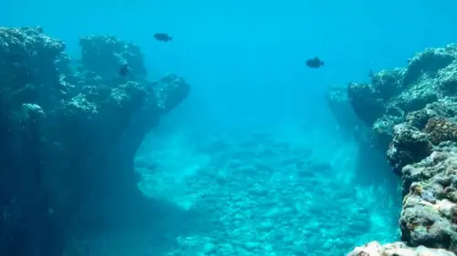 Tingkat Oksigen Laut Turun, Polusi Salah Satu Penyebabnya