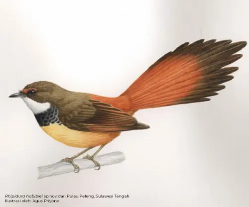 10 Taksa Burung Baru Ditemukan di Sulawesi dan Maluku, Satunya Dinamai Emil Salim