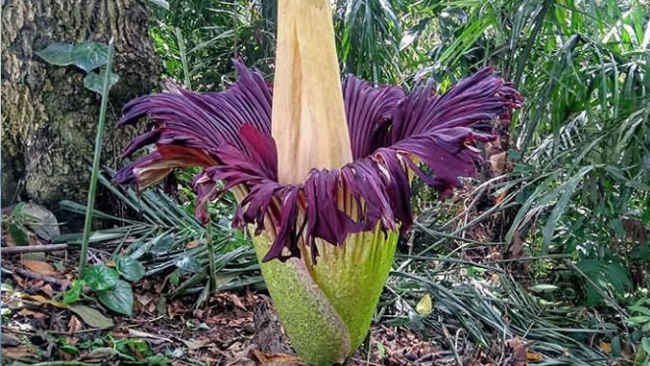 Catat, Ini Perbedaan  Bunga Bangkai Amorphophallus dan  Rafflesia!