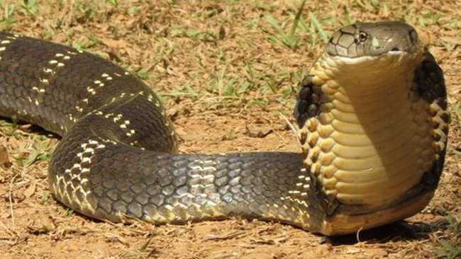 Fenomena Ular Kobra Juga Gegerkan Warga Gowa