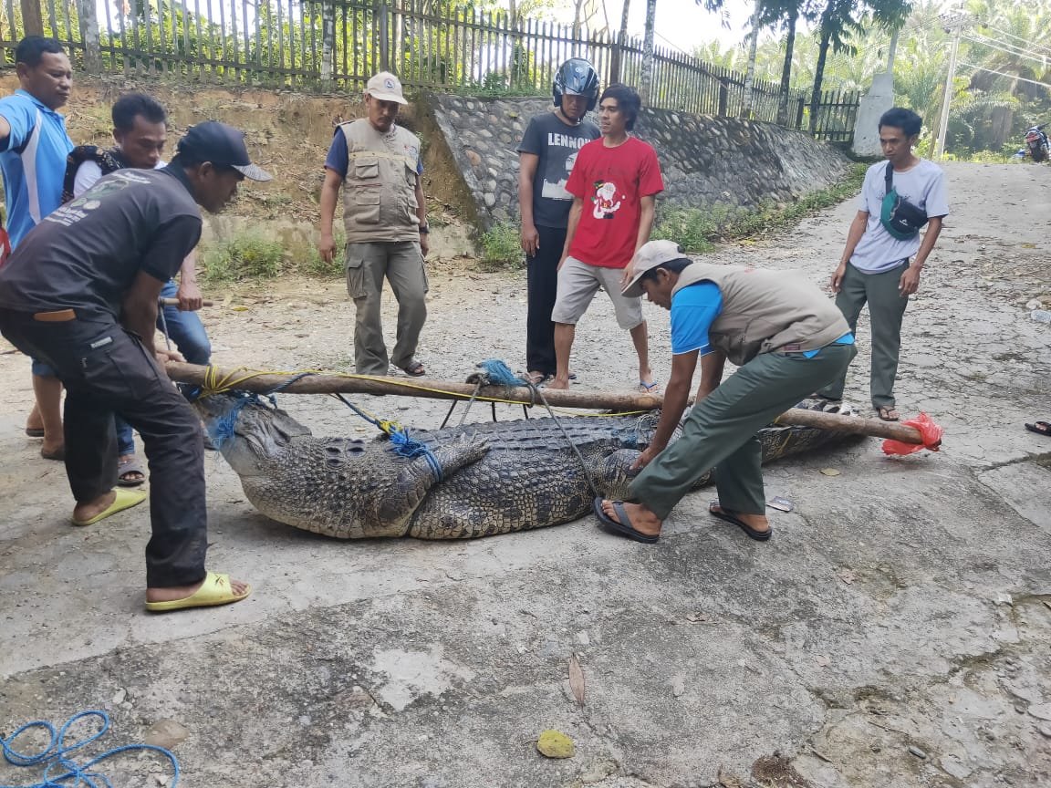 Konflik Buaya dan Manusia di Towuti Berlanjut, BBKSDA Sulsel Evakasi Buaya