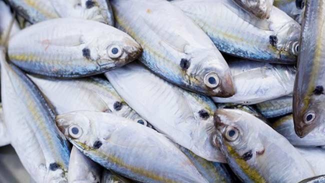 Ikan dengan Omega 3 Tertinggi Bukan Salmon tapi Ikan Kembung