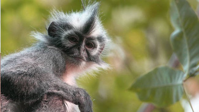 Kenalkan Kedih, Si  Rambut Kelabu Tua Keperakan yang Lucu