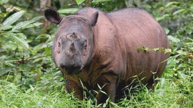 Menurut Genetika, Begini Alasan Satwa Langka Rentan Punah