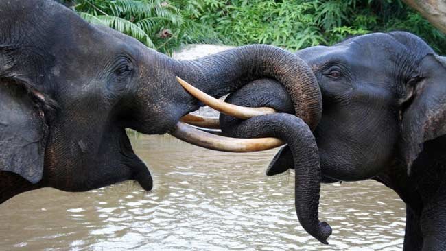 Melacak Ancaman Kepunahan Gajah Sumatera dan Strategi Menyelamatkannya