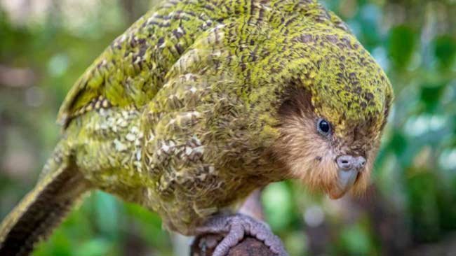 Tentang Kakapo, Nuri Endemik Selandia Baru yang Terancam Punah