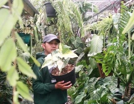 Tips Ahli: Merawat Tanaman Hias Agar Tetap Cantik di Musim Hujan