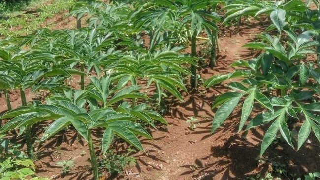 Sisi Lain Porang, Perampas Ruang Hidup Tumbuhan Lain