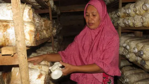 Desa Samaenre Mendulang Rupiah dan Merawat Bumi dengan Jamur
