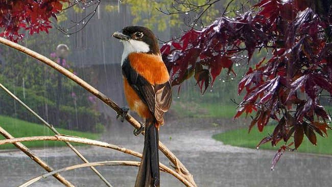 Ke Manakah Burung Saat Hujan, Bisakah Mereka Terbang?