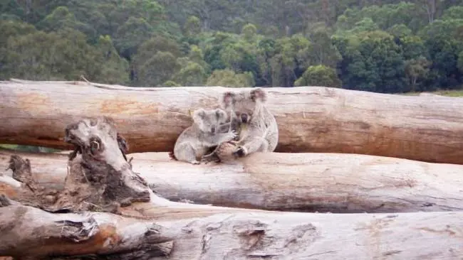 Hutan di Australia Kembali Terbakar, 30% Populasi Koala dan Satwa Mati