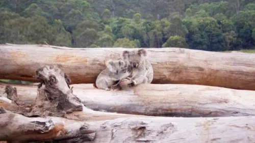 Hutan di Australia Kembali Terbakar, 30% Populasi Koala dan Satwa Mati
