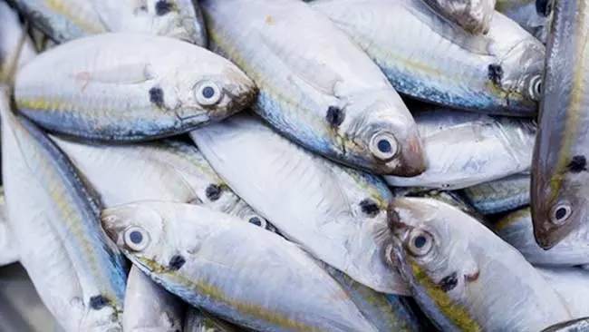 Ikan dengan Omega 3 Tertinggi Bukan Salmon tapi Ikan Kembung